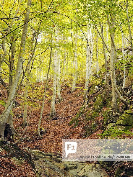 Beech forest (Fagus sylvatica) at Sot de la Font del Calvari site. Montseny Natural Park. Barcelona province  Catalonia  Spain.