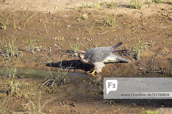 Lanner Falcon ( Falco biarmicus). Kalahari Desert  Kgalagadi Transfrontier Park  South Africa..