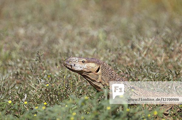 Monitor lizards (genus Varanus),  Kalahari desert,  Kgalagadi Transfrontier Park,  South Africa.