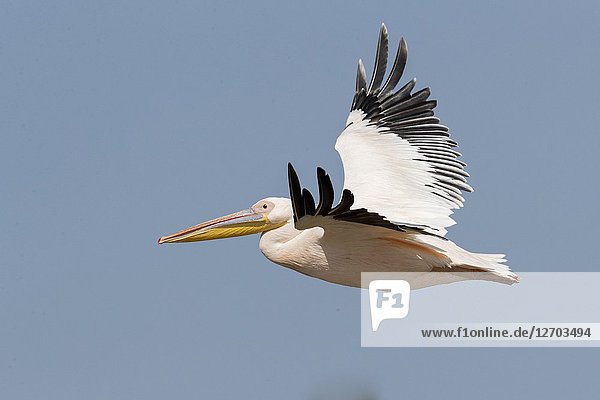 Africa  Ethiopia  Rift Valley  Ziway lake  Great White pelican (Pelecanus onocrotalus)  in flight.