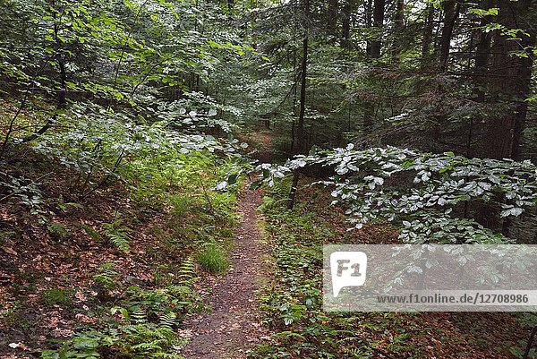 Forest path near Iwkowa village  Brzesko county  Malopolska Province (Lesser Poland)  Poland  Central Europe.