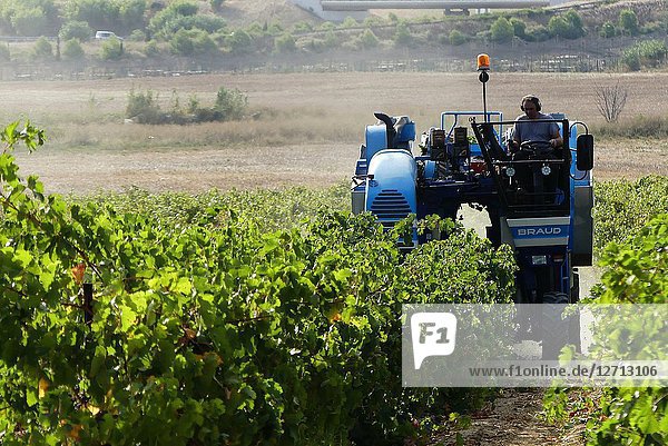 Harvesting wine grapes - la vendage - with a modern mechanical harvester. Tourbes  France.