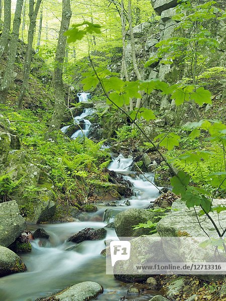 Marianegre stream waterfalls at beech forest (Fagus sylvatica). Spring time at Montseny Natural Park. Barcelona province  Catalonia  Spain.