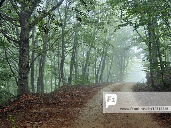 Rainy spring afternoon at Coll Sobirana site with foggy beech forest (Fagus sylvatica). Montseny Natural Park. Barcelona province  Catalonia  Spain.