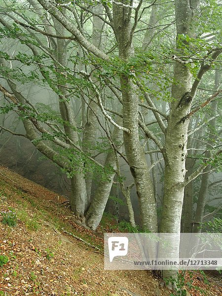 Misty beech forest (Fagus sylvatica). Montseny Natural Park. Barcelona province  Catalonia  Spain.