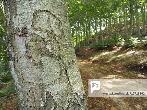 Bark of beech tree at beech forest (Fagus sylvatica). La Nespla site. Montseny Natural Park. Barcelona province  Catalonia  Spain.