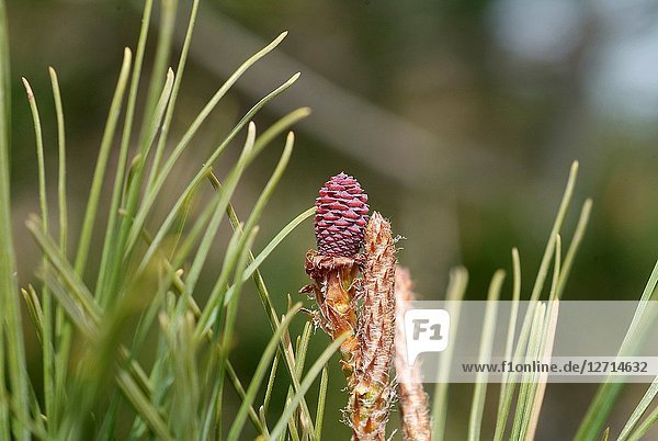Aleppo pine (Pinus halepensis) is a coniferous tree native to Mediterranean Basin. It is specially abundant in eastern Spain. Female flower detail. This photo was taken in Cap Ras  Girona province  Catalonia  Spain.