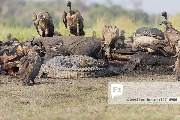 Africa  Southern Africa  Bostwana  Chobe i National Park  Chobe river  Nile Crocodile (Crocodylus niloticus) comes to eat as well as African vultures (Gyps africanus) an African savanna Elephant or Savannah Elephant (Loxodonta africana)  killed  killed by anthrax .