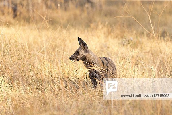 Africa  Southern Africa  Bostwana  Moremi National Park  African wild dog or African hunting dog or African painted dog (Lycaon pictus)  one adult.