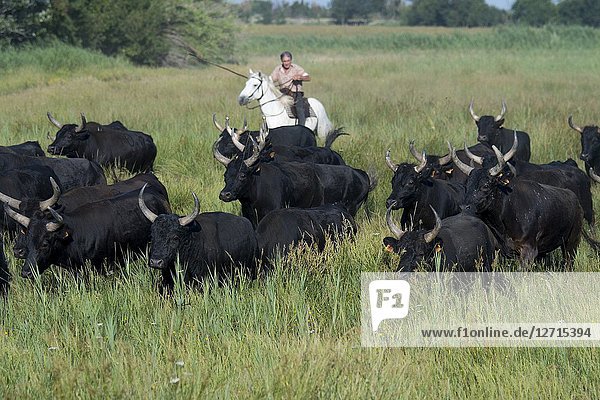 A Guardian (Camargue cowboy) is herding Camargue bulls through the marshlands of the Camargue in southern France.