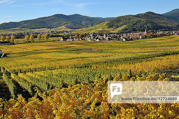 Weinberg von Kientzheim im Herbst  Elsass  Frankreich