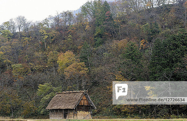 Japan  Japanese Alps  Shirakawa-go  thatched-roof barn and forest