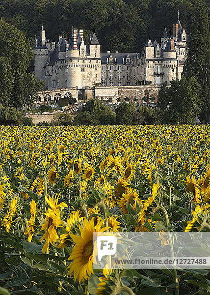 Frankreich  Schloss Usse  Gesamtansicht aus einem Sonnenblumenfeld