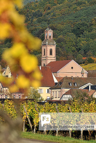 Kirche von Riquewihr in seinem Weinberg im Herbst  Elsass  Frankreich