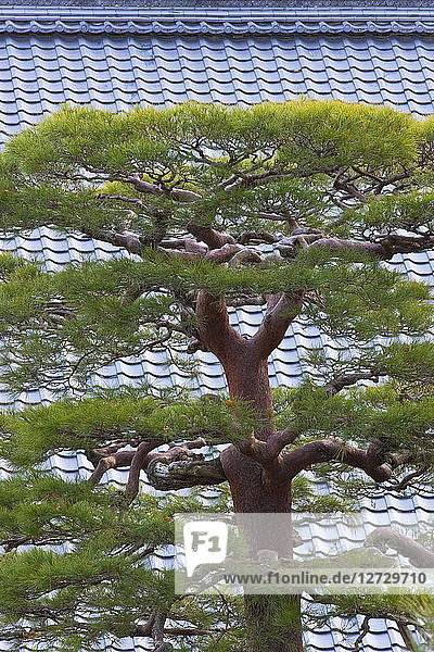 Japan  südwestlicher Stadtrand von Kyoto  Komyoji-Tempel  Teleaufnahme einer Akamatsu-Rotkiefer in bonsaiähnlicher Perfektion vor einem Kawara-Ziegeldach