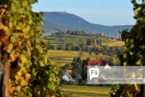 Dorf Zellemberg und sein Weinberg im Herbst  Elsass  Frankreich