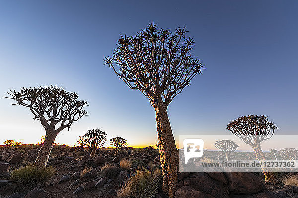 Africa  Namibia  Keetmanshoop  Quiver Tree Forest at dawn