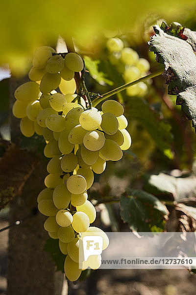 Green grapes on vine stock
