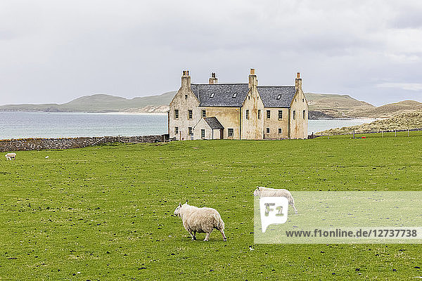 UK Scotland Durness Balnakeil sheep at Elliot Houses