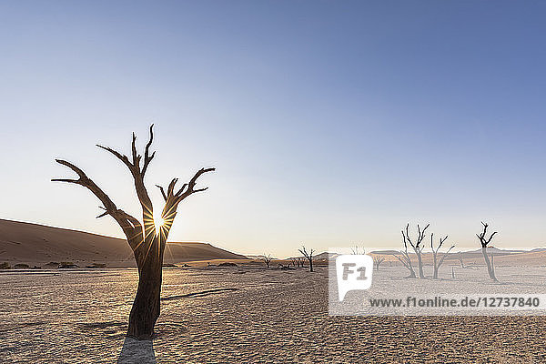 Africa  Namibia  Namib-Naukluft National Park  Deadvlei  dead acacia trees in clay pan
