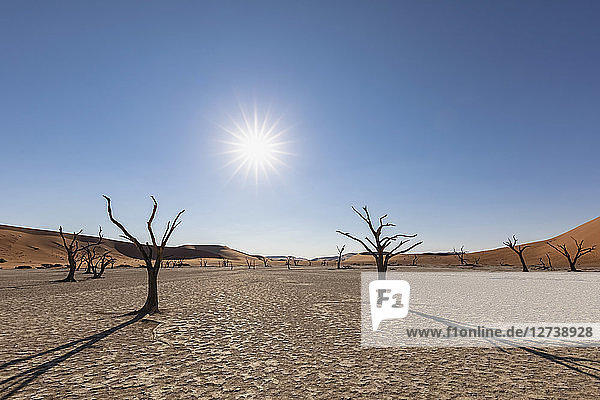 Africa  Namibia  Namib-Naukluft National Park  Deadvlei  dead acacia tree in clay pan