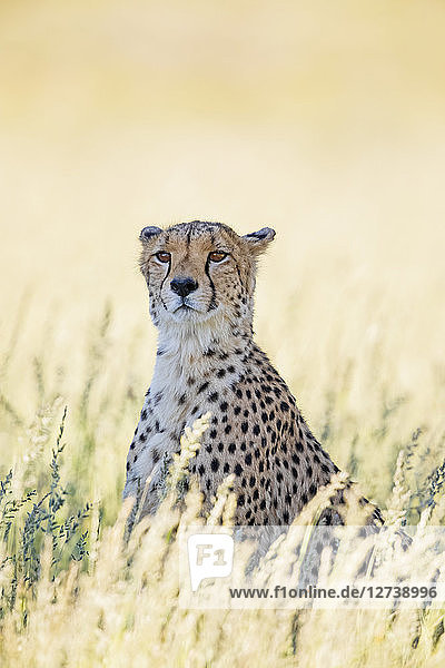 Botswana  Kgalagadi Transfrontier Park  Cheetah  Acinonyx Jubatus