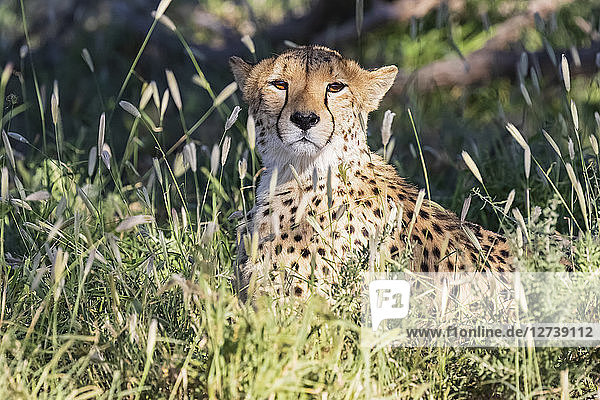 Botswana Kgalagadi Transfrontier Park Cheetah Acinonyx Jubatus
