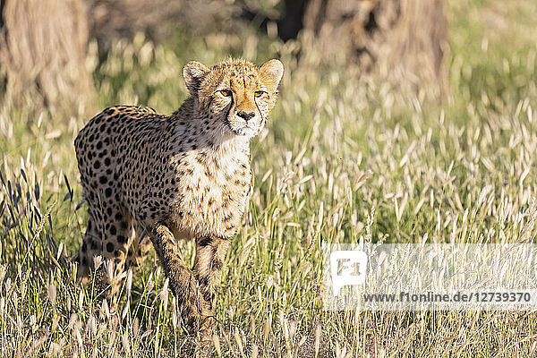 Botswana Kgalagadi Transfrontier Park Cheetah Acinonyx Jubatus