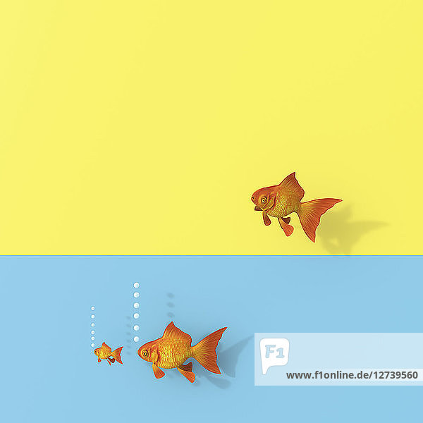 3D rendering  Goldfish group swimming in water  one trying to escape