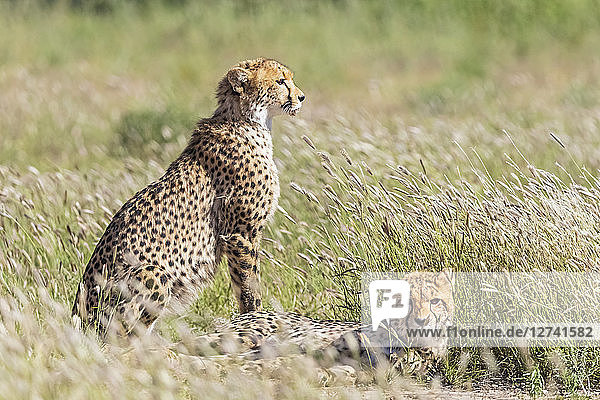 Botswana Kgalagadi Transfrontier Park Cheetahs Acinonyx Jubatus