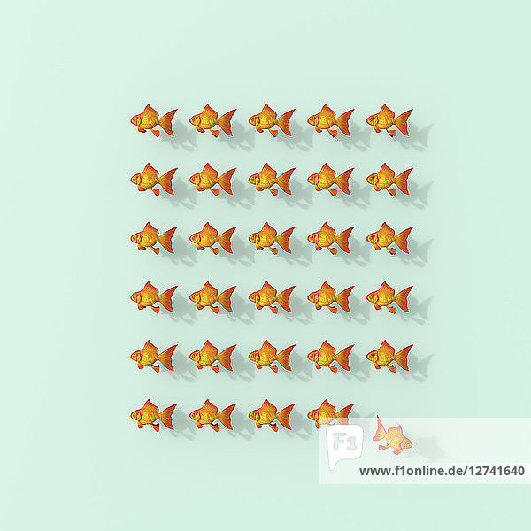 3D rendering  Rows of goldfish on green backgroung with fish leaving the group