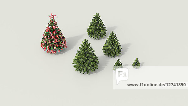 3D rendering  Group of fir trees white background on background  admiring Christmas tree