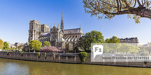 France  Paris  Notre Dame Cathedral at cherry blossom