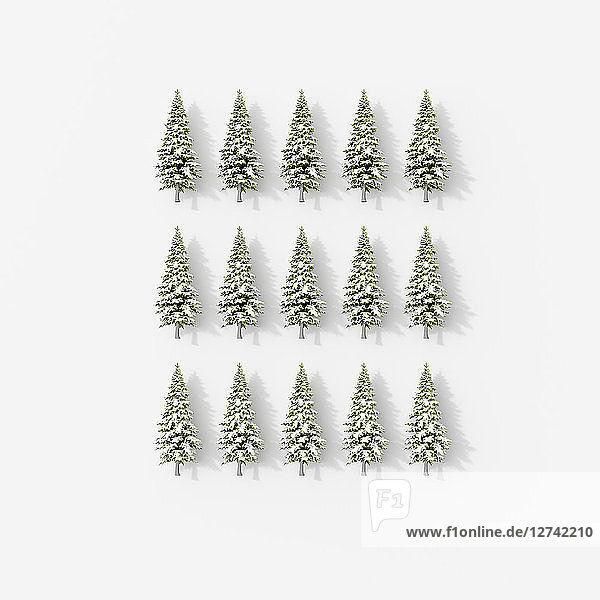 3D rendering  Rows of fir trees on white background