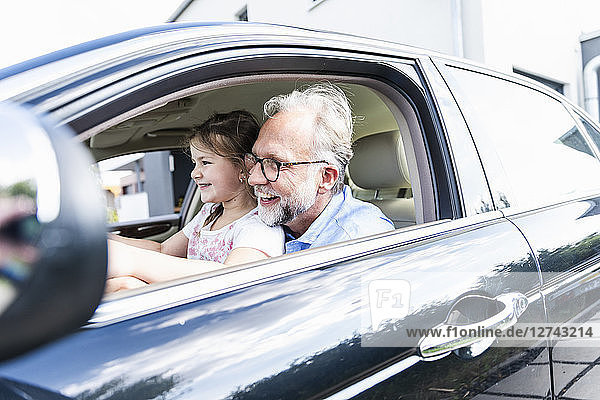 Little girl sitting on lap of grandfather  pretending to steer the car