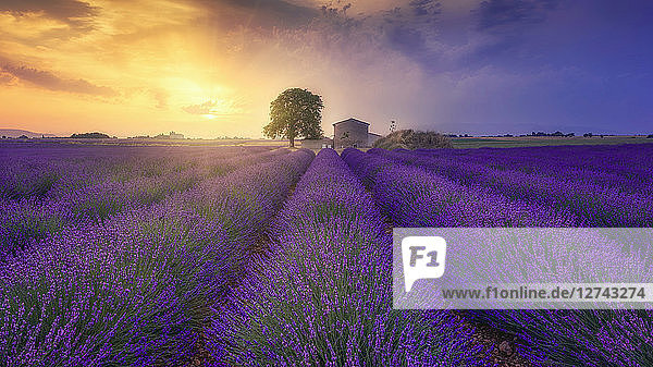 France  Alpes-de-Haute-Provence  Valensole  lavender field at twilight