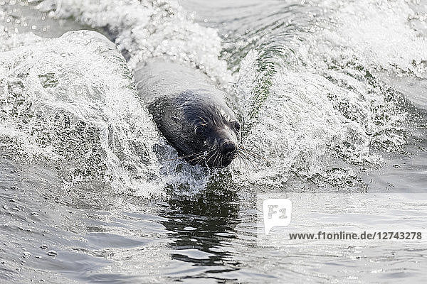 Namibia  Walvis Bay  portrait of swimming cape fur seal