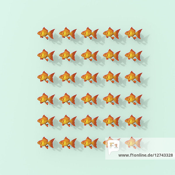 3D rendering  Rows of goldfish on green background