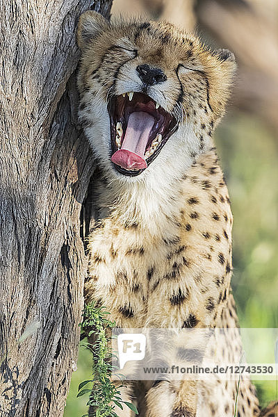 Botswana Kgalagadi Transfrontier Park Cheetah Acinonyx Jubatus yawning