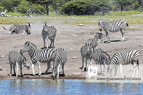 Africa  Namibia  Etosha National Park  burchell's zebras  Equus quagga burchelli  at Chudop waterhole