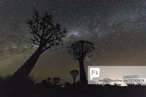 Africa  Namibia  Keetmanshoop  Quiver Tree Forest at night  milky way