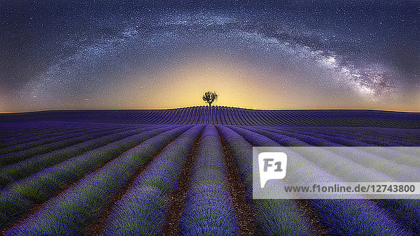 France  Alpes-de-Haute-Provence  Valensole  lavender field under milky way
