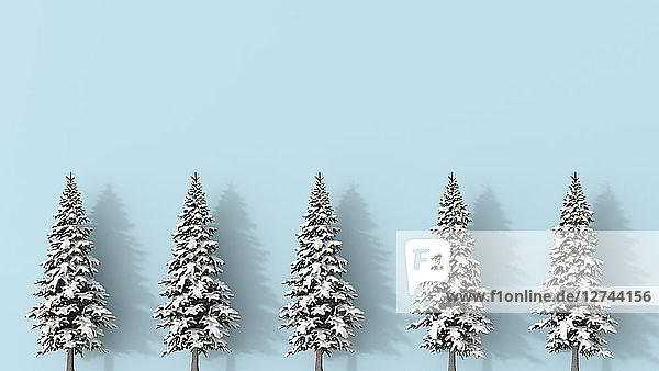 3D rendering  Row of snow covered fir trees blue on background