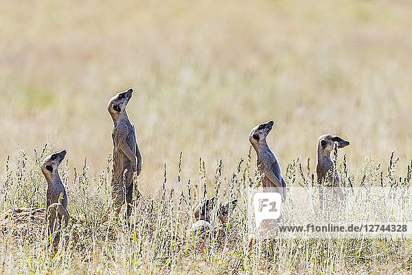 Botswana  Kgalagadi Transfrontier Park  Kalahari  Meerkats watching  looking up