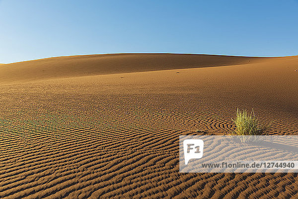 Africa  Namibia  Namib desert  Naukluft National Park  bush growing on sand dunes