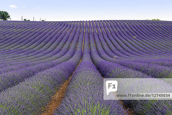 France  Alpes-de-Haute-Provence  Valensole  lavender field