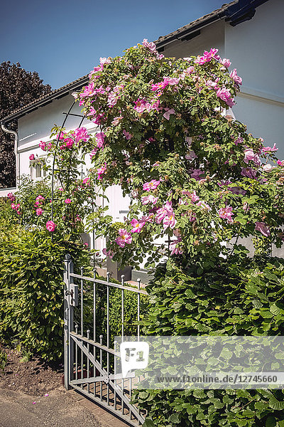 Rosen auf einem Bogen  Schenefeld  Kreis Pinneberg  Schleswig-Holstein  Deutschland  Europa