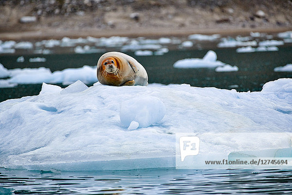 Bartrobbe, Erignathus barbatus, auf einer Eisscholle, Spitzbergen, Norwegen, Europa