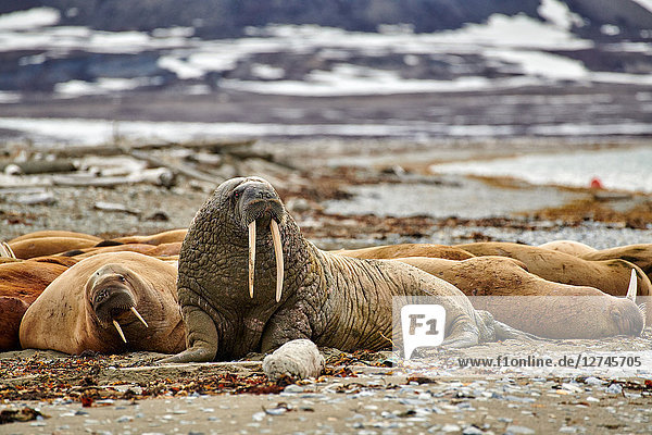Walross, Odobenus rosmarus, Spitzbergen, Norwegen, Europa