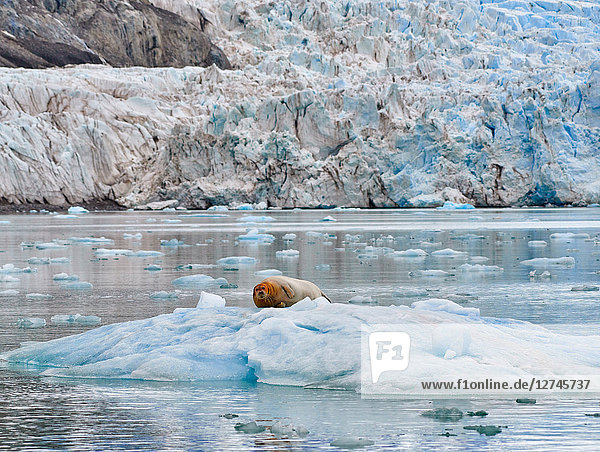 Bartrobbe, Erignathus barbatus, auf einer Eisscholle, Spitzbergen, Norwegen, Europa